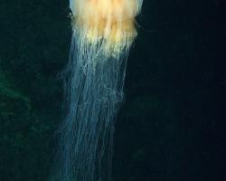 talířovka obrovská - Cyanea capillata - lion's mane jellyfish 