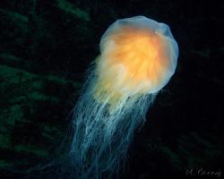 talířovka obrovská - Cyanea capillata - lion's mane jellyfish 
