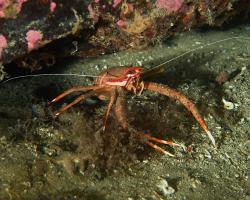 polokrab dlouhoramenný - Munida Rugosa - rugose squat lobster 