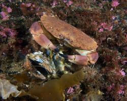 krab německý - Cancer pagurus - brown crab 