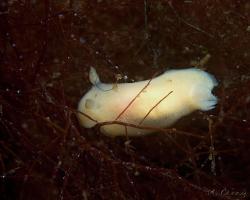nahožábrý plž - Jorunna tomentosa - dorid nudibranch 
