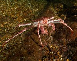 krab - Lithodes maja - Deepsea King Crab, Northern Stone Crab 