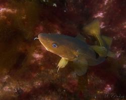 treska obecná - Gadus morhua - Atlantic cod 