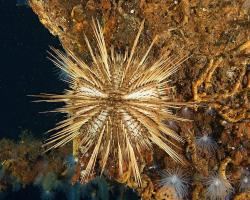 ježovka - Gracilechinus acutus - sea urchin 