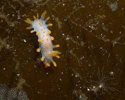 nahožábrý plž - Limacia clavigera - orange-clubbed sea slug 