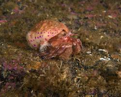 poustevníček a sasanka obranná - Pagurus prideaux + Adamsia carciniopados - Hermit crab and Cloak anemone  