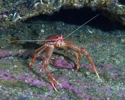 polokrab dlouhoramenný - Munida Rugosa - rugose squat lobster 