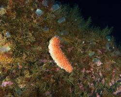 sumýš - Parastichopus tremulus - Norwegian red sea cucumber