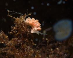 nahožábrý plž - Doto fragilis - Dendronotid nudibranch 