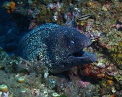 Muréna obecná - muraena helena - Mediterranean moray 