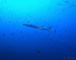 Soltýn obecný - sphyraena sphyraena - European barracuda 