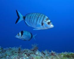 Mořan ostrotlamý - diplodus puntazzo - Sheephead bream