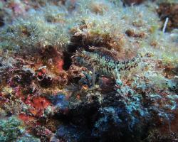 Slizoun jemnorohý - Parablennius pilicornis - Variable Blenny