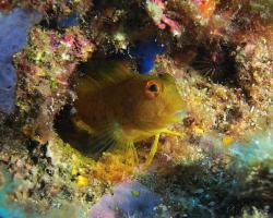 Slizoun jemnorohý - Parablennius pilicornis - Yellow Blenny