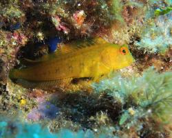 Slizoun jemnorohý - Parablennius pilicornis - Yellow Blenny