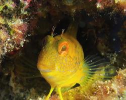 Slizoun jemnorohý - Parablennius pilicornis - Yellow Blenny