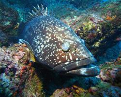 Kanic vroubený - epinephelus marginatus - dusky grouper