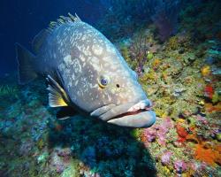 Kanic vroubený - epinephelus marginatus - dusky grouper