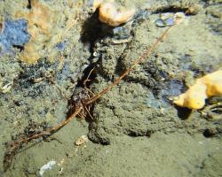 Langusta evropská - Palinurus elephas - spiny lobster