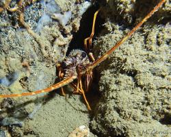 Langusta evropská - Palinurus elephas - spiny lobster