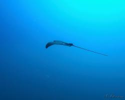 Siba deskozubá - myliobatis aquila - Common eagle ray