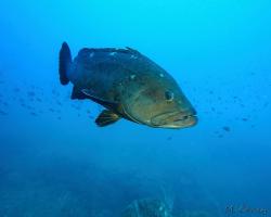 Kanic vroubený - epinephelus marginatus - dusky grouper