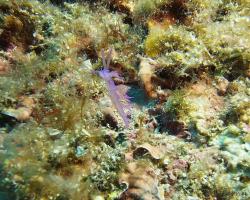 Flabelína fialová - flabellina affinis - aeolid nudibranch 