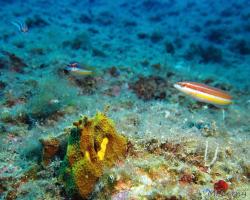 Kněžík duhový – samice - coris julis - Mediterranean rainbow wrasse 