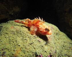 Ropušnice malá - scorpaena notata - Small red scorpionfish 