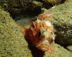 Ropušnice malá - scorpaena notata - Small red scorpionfish 