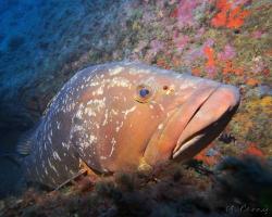 Kanic vroubený - epinephelus marginatus - dusky grouper