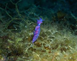 Flabelína fialová - flabellina affinis - aeolid nudibranch 