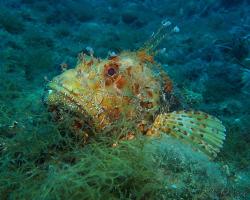 Ropušnice obecná - scorpaena scrofa - Bigscale scorpionfish