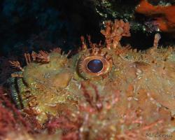 Ropušnice obecná - scorpaena scrofa - Bigscale scorpionfish