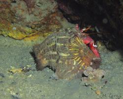 poustevníček - dardanus arrosor - Red reef hermit or Mediterranean hermit crab