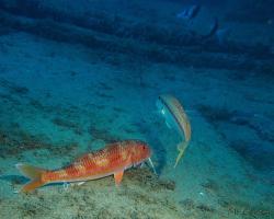 Parmice pruhovaná - mullus surmuletus - striped red mullet or surmullet