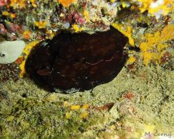 Zej obrovský - aplysia depilans - depilatory sea hare 