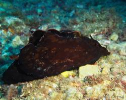 Zej obrovský - aplysia depilans - depilatory sea hare 