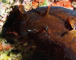 Zej obrovský - aplysia depilans - depilatory sea hare 