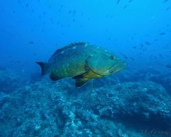 Kanic vroubený - epinephelus marginatus - dusky grouper