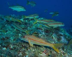 Parmice pruhovaná - mullus surmuletus - striped red mullet or surmullet