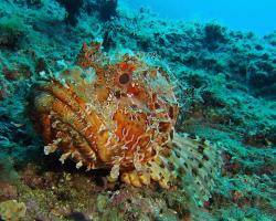 Ropušnice obecná - scorpaena scrofa - Bigscale scorpionfish