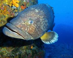 Kanic vroubený - epinephelus marginatus - dusky grouper