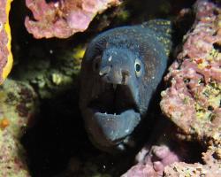 Muréna obecná - muraena helena - Mediterranean moray 