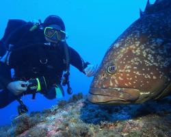 Kanic vroubený - epinephelus marginatus - dusky grouper