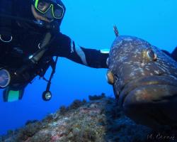 Kanic vroubený - epinephelus marginatus - dusky grouper