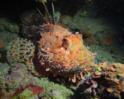 Ropušnice obecná - scorpaena scrofa - Bigscale scorpionfish