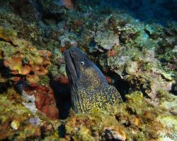 Muréna obecná - muraena helena - Mediterranean moray 