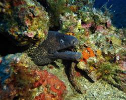 Muréna obecná - muraena helena - Mediterranean moray 