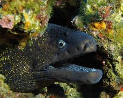 Muréna obecná - muraena helena - Mediterranean moray 